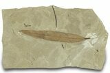Fossil Leaf (Pseudosalix) - Green River Formation, Utah #323320-1